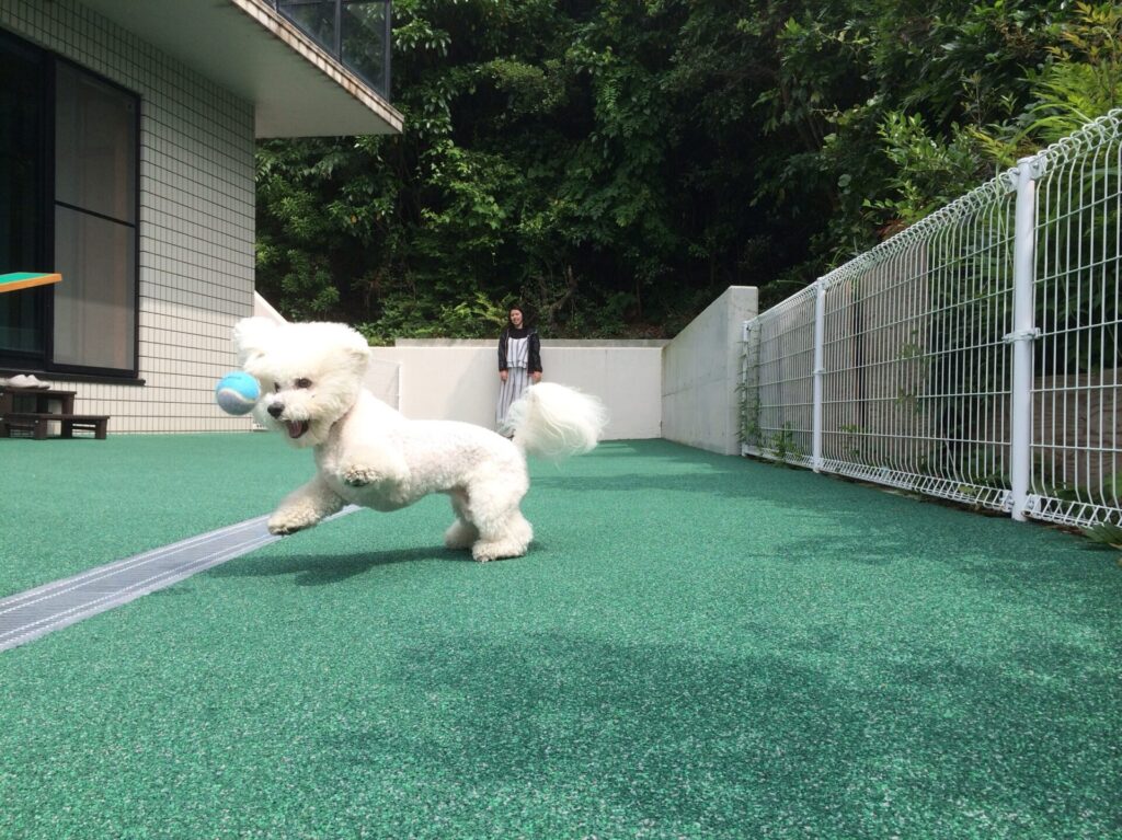 AWAJI-Sunset-Cottage_dog-run