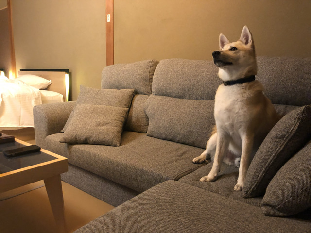 Ryokan room with dog