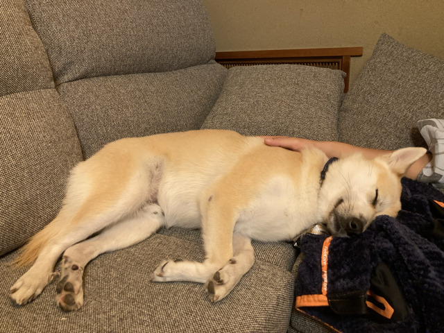 Ryokan room with dog