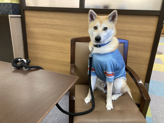 restaurant_with dog