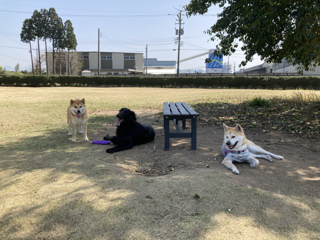 Rio Nishiyama _ dog run